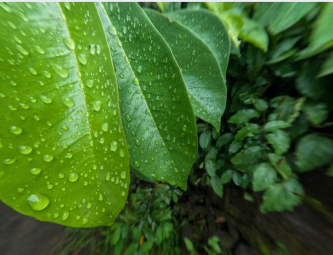 Unlocking the Benefits of Soursop Leaves: Nature's Hidden Gem