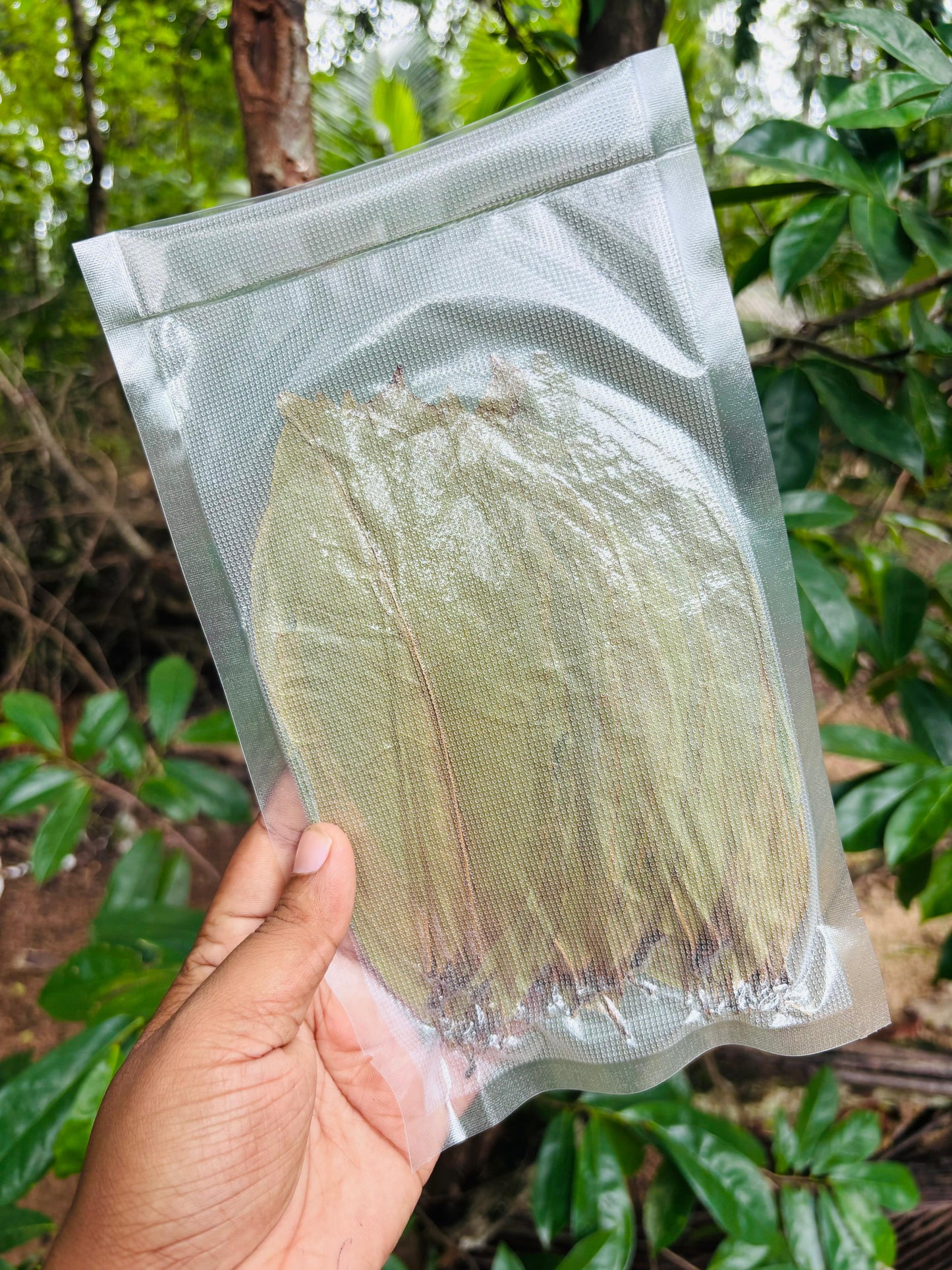 PRE-ORDER NOW: Premium Soursop African Leaves