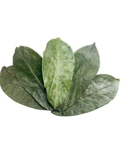 Dual Healing Bundle: Soursop Leaves + Madinah Black Seed Oil