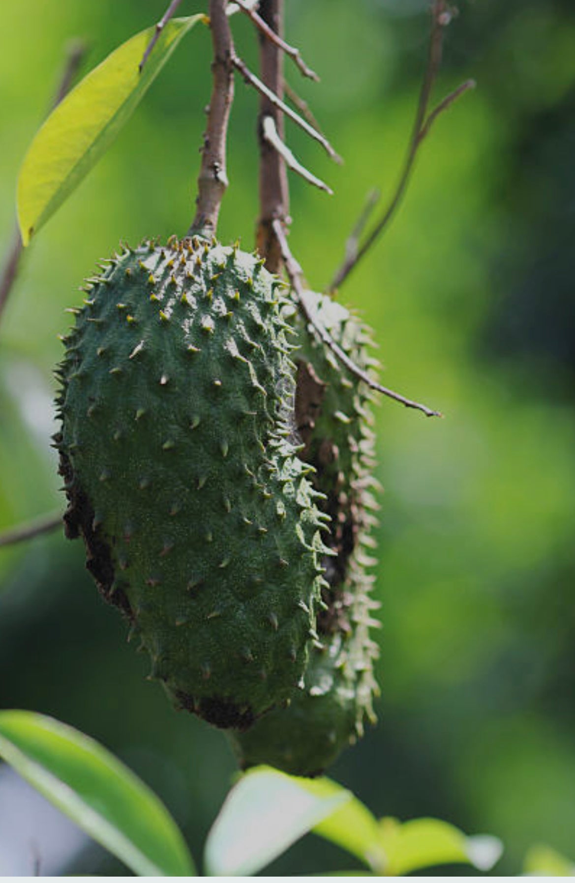 PRE-ORDER NOW: Premium Soursop African Leaves