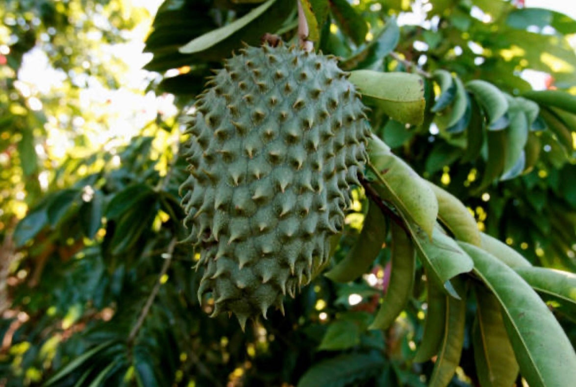 PRE-ORDER NOW: Premium Soursop African Leaves